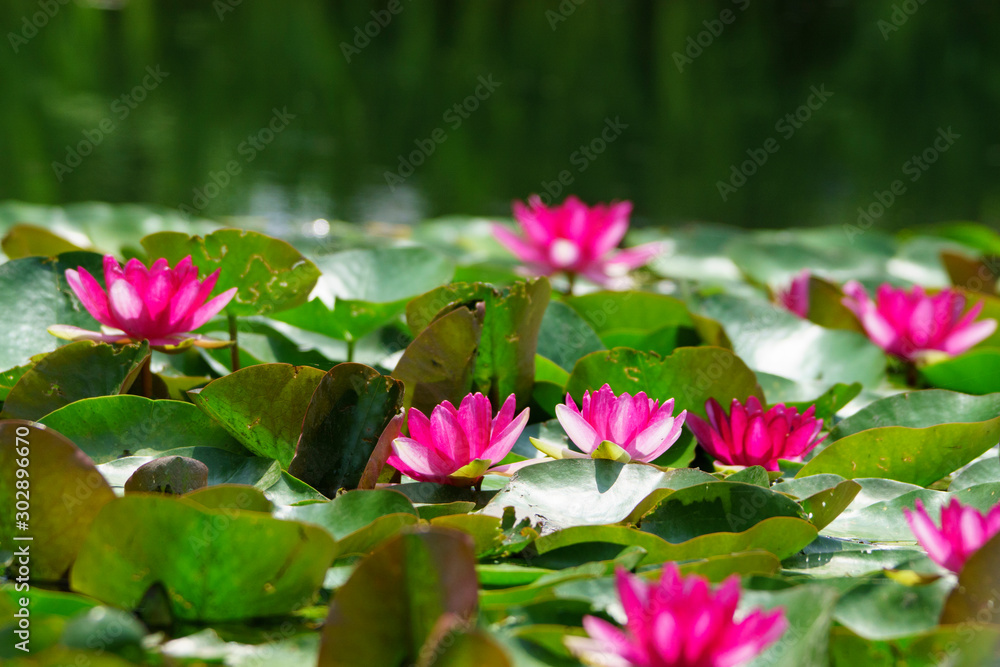 満開のハスの花 満開のハスの花
