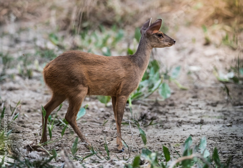  Gray Brocket,Mazama gouazoubira,Mato Grosso, Brazil