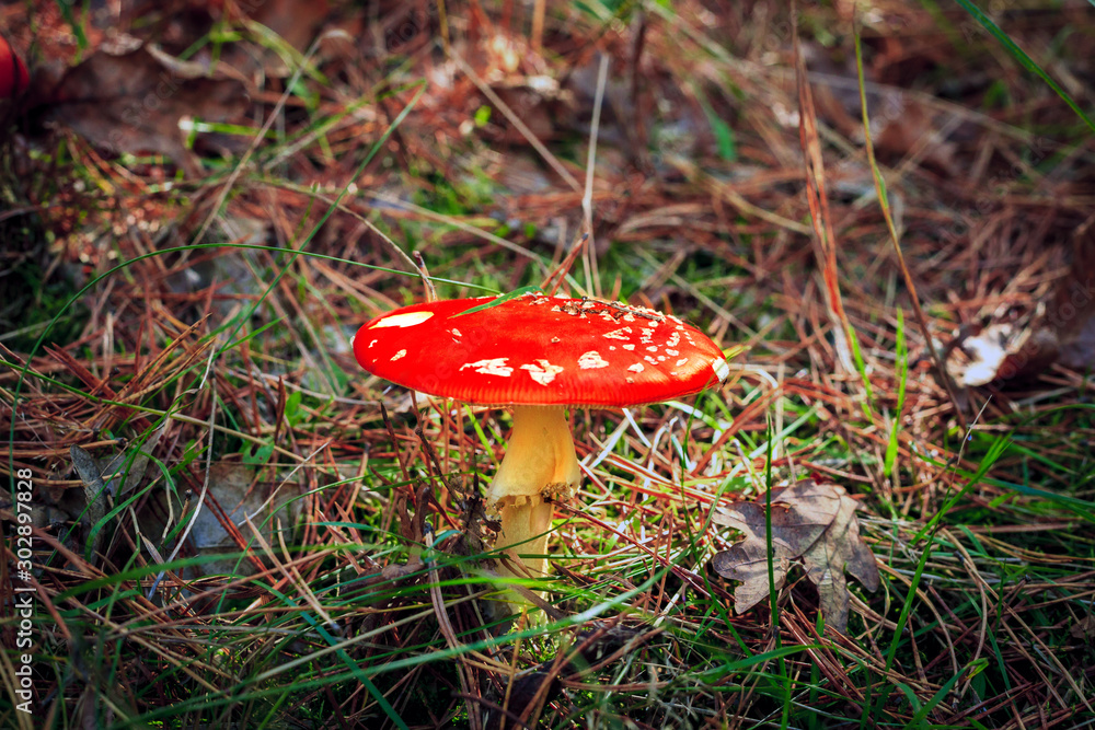 Red Amanita muscaria fungi mushroom in autumn forest Red Amanita muscaria fungi mushroom in autumn forest