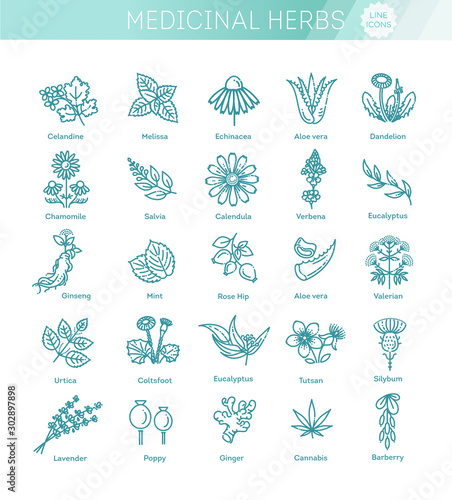 Herbs collection. Medical healthy herbs and flowers