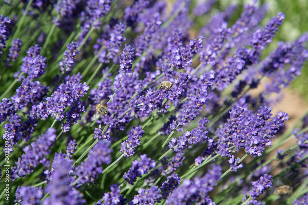 Obraz premium Natur- und Artenschutz: Bienen im Lavendelfeld beim Pollen sammeln