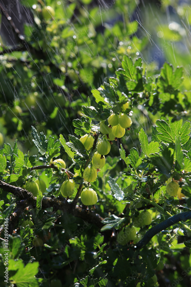 Fototapeta premium gooseberry