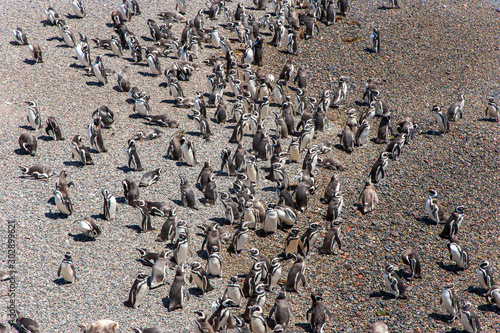 Pinguine, Kolonie, Pinguin, Peninsula Valdes, Valdés, Halbinsel