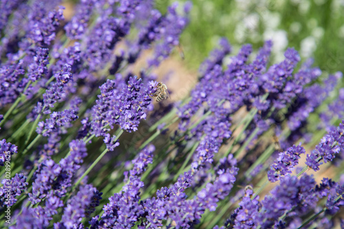 Natur- und Artenschutz: Biene beim Sammeln von Blütennektar im lila Lavendelfeld
