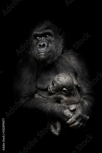 worried mother is a threat from the outside. Gorilla monkey mother nurses her little baby infant, cute scene. isolated black background.