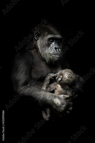 tender monkey with a baby in her arms. Gorilla monkey mother  nurses her little baby infant, cute scene. isolated black background. © Mikhail Semenov