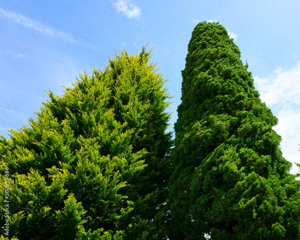 Two thuja trees, blue sky. Landscaping Two thuja trees, blue sky. Landscaping