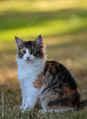 A beautiful four months old norwegian forest cat kitten sitting in the evening light