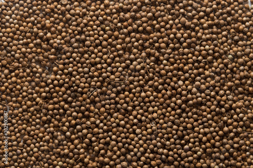 Grains of coriander evenly sprinkled, spices background. Concept, copy space, flat lay.