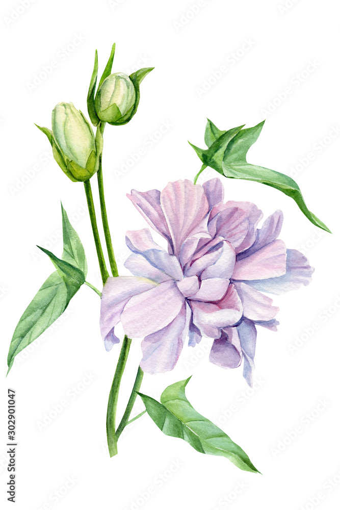 watercolor illustration, botanical painting, peony flower