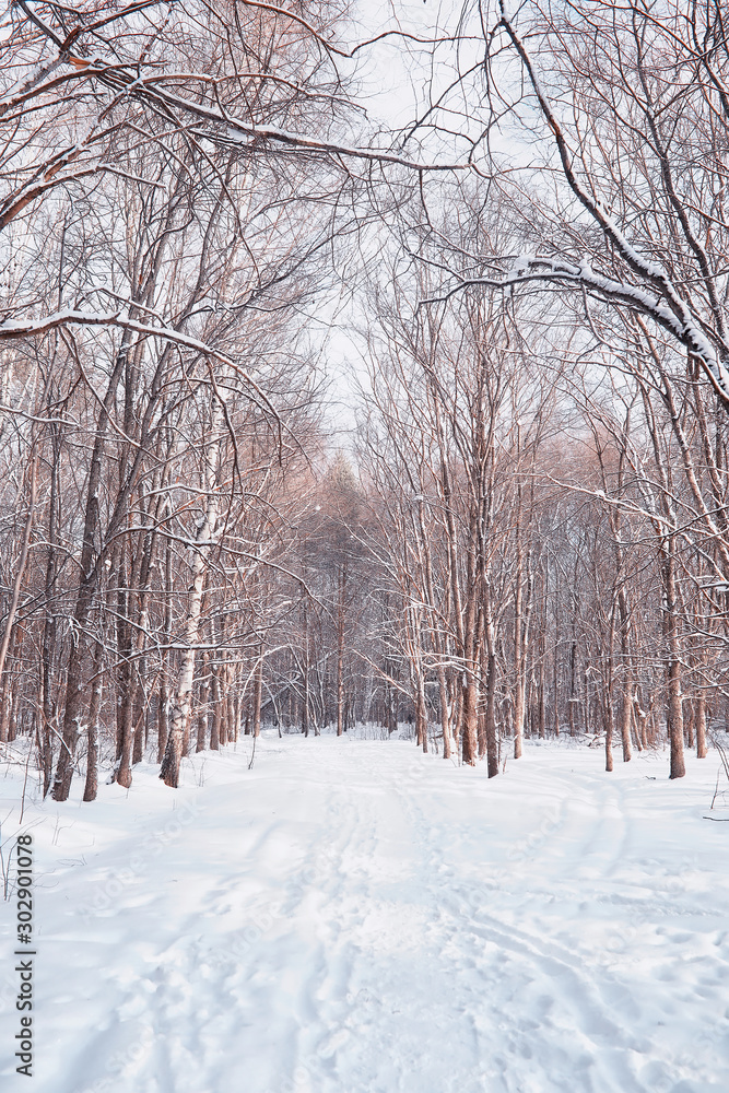 Winter forest landscape. Tall trees under snow cover. January frosty day in the park.