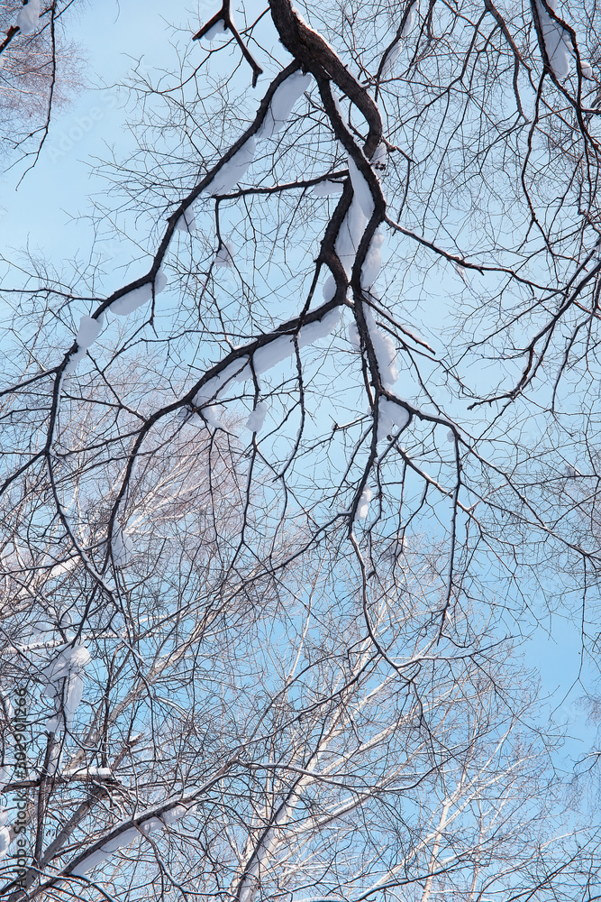 Obraz premium Winter forest landscape. Tall trees under snow cover. January frosty day in the park.