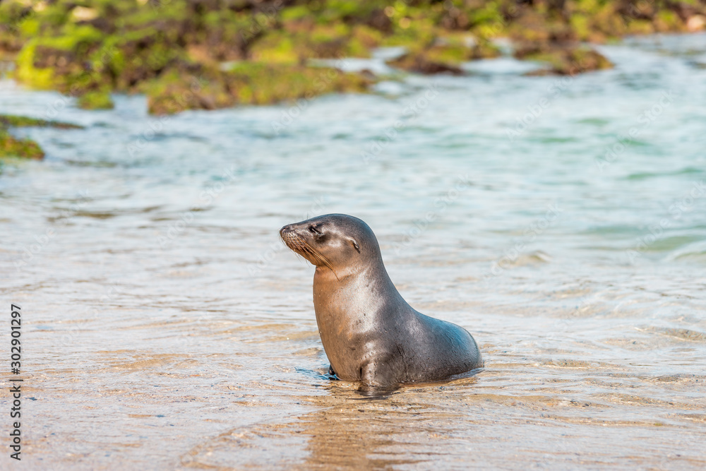 Naklejka premium Sea lions on the Galapagos Islands lie cosily on the beach with animal babies playing at the seaside on Isabela Island framed in a scenic nature full of wildlife in the Pacific Ocean off Ecuador