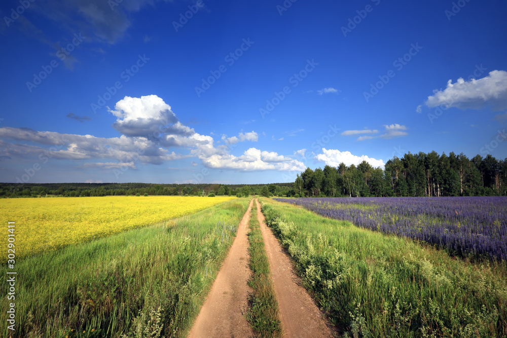 Fototapeta premium summer landscape