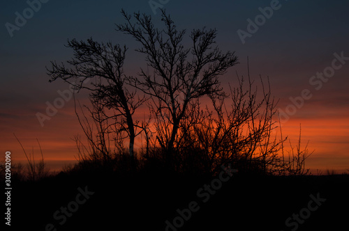 Autumn trees in the sunset