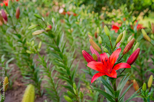 Lilies bloom in the garden  floriculture as a hobby in the summer garden. Concept of gardening  floriculture and landscape design.