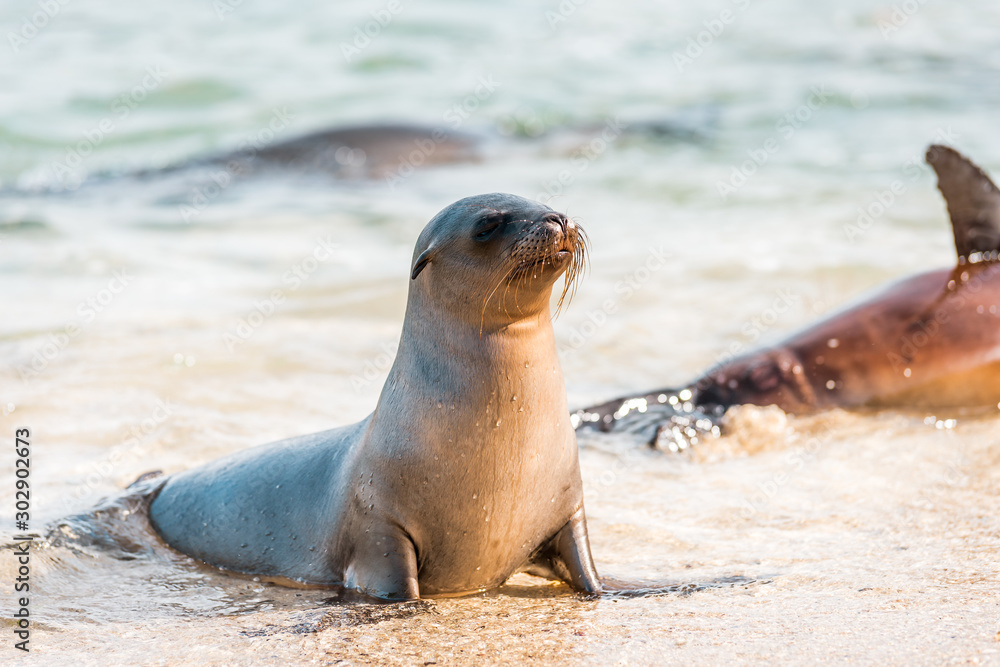 Fototapeta premium Sea lions on the Galapagos Islands lie cosily on the beach with animal babies playing at the seaside on Isabela Island framed in a scenic nature full of wildlife in the Pacific Ocean off Ecuador