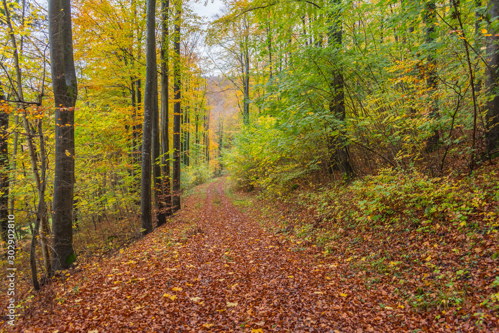 Obraz premium Beautiful walk in the autumnal forests with beautiful warm colors of autumn.