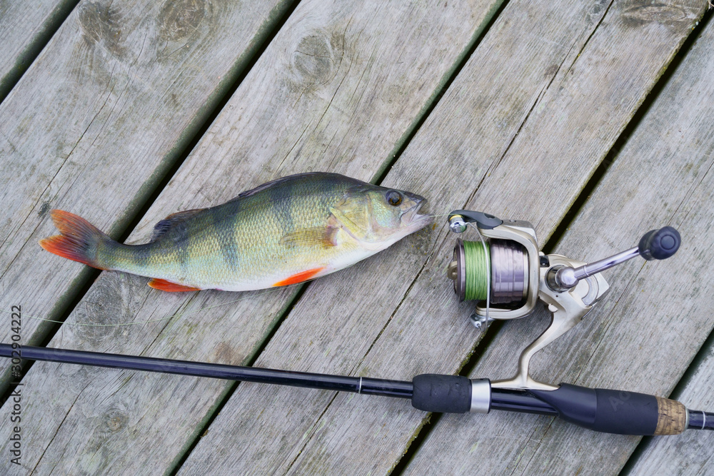 Obraz premium European perch close-up on a wooden pier and spinning. Perca fluviatilis