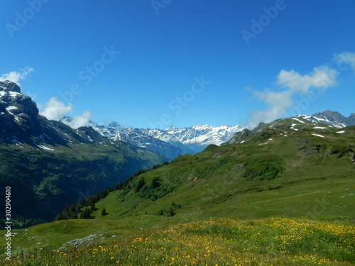 Blumenwiese in den Alpen