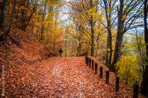 Footpath through forest at rainy autumn day. Wet fallen leaves on a path. Camping place Grza in Serbia.