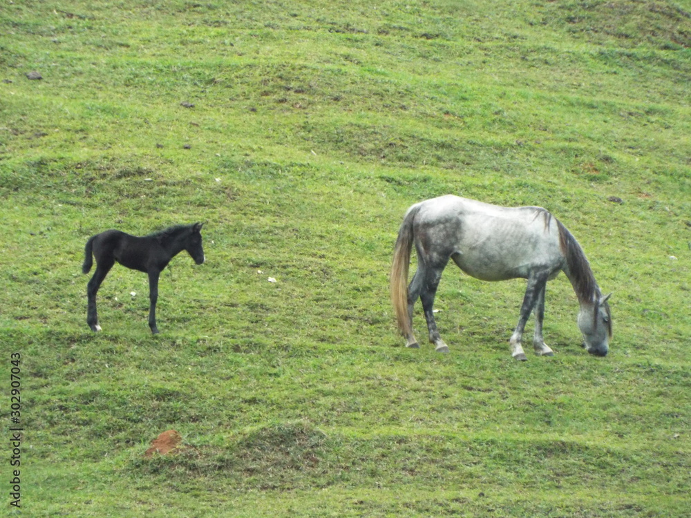 Cavalos Cavalos