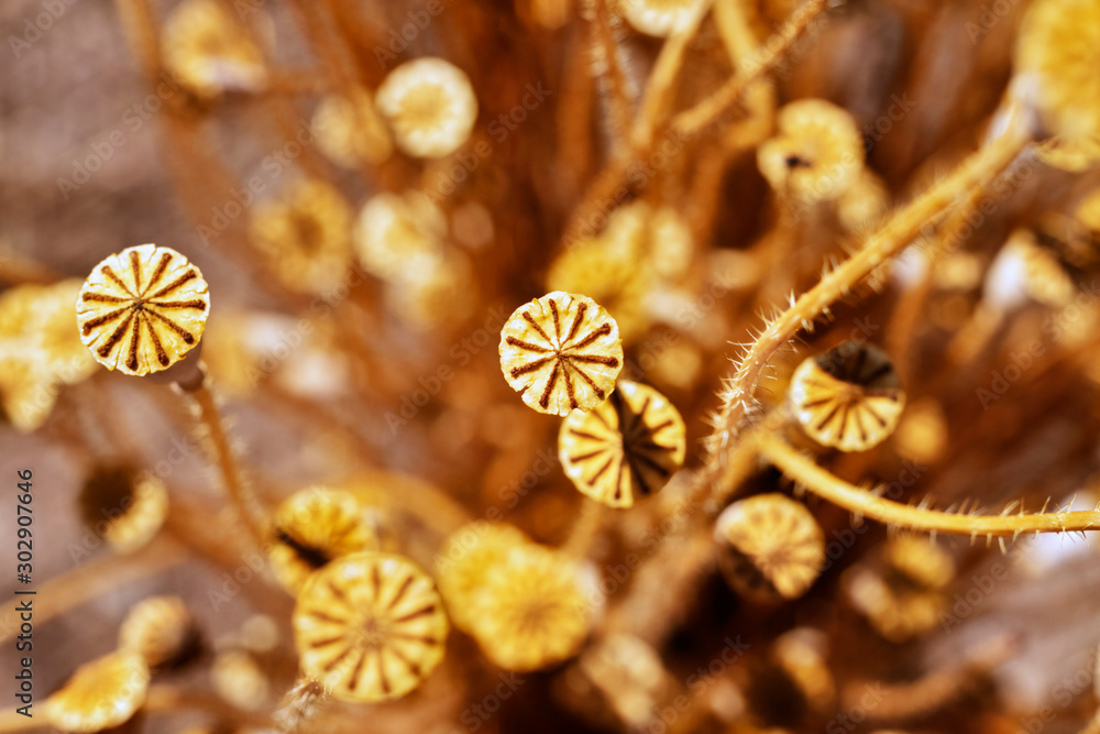 Seed capsules of common poppy Seed capsules of common poppy