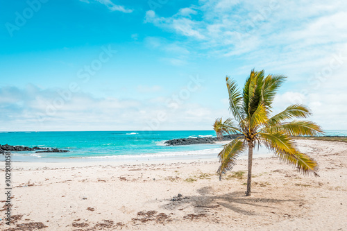 Fototapeta Naklejka Na Ścianę i Meble -   Galapagos Islands Dream beach on the island of Isabela with turquoise-blue waters and Caribbean sand beach which is fringed with palm trees and black lava rocks, in the travel destination of Ecuador
