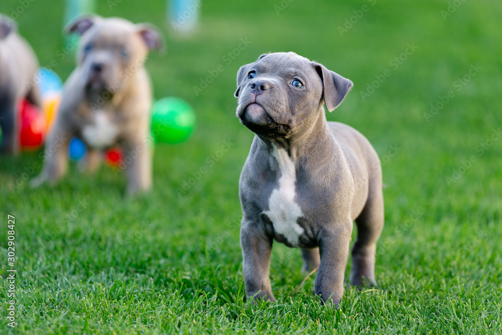 Little american bulli puppy walks on the grass in the park.