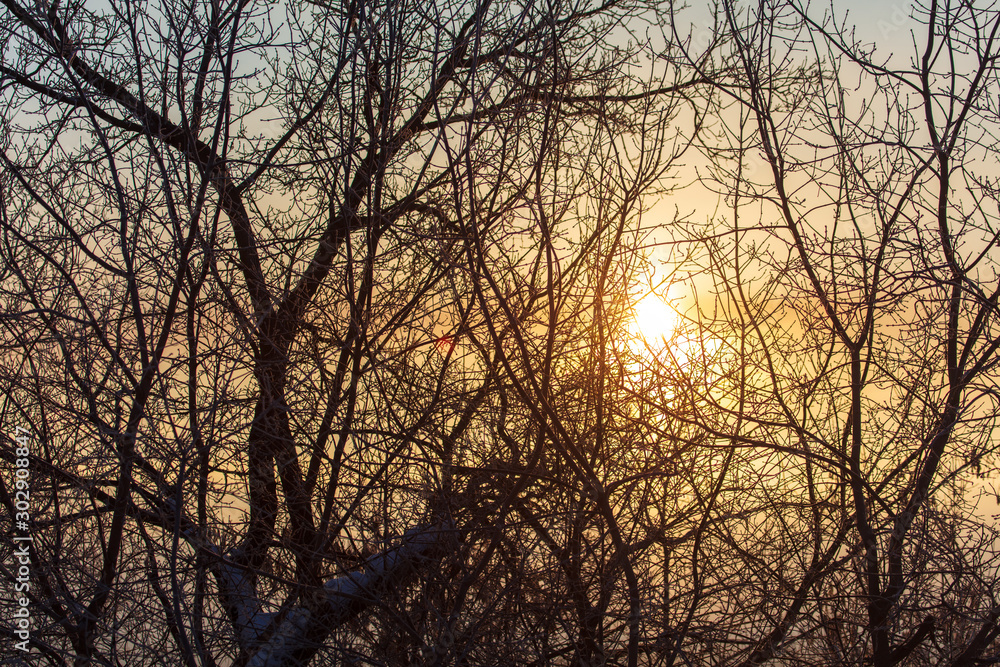 Leafless tree branches at dawn of the sun Leafless tree branches at dawn of the sun