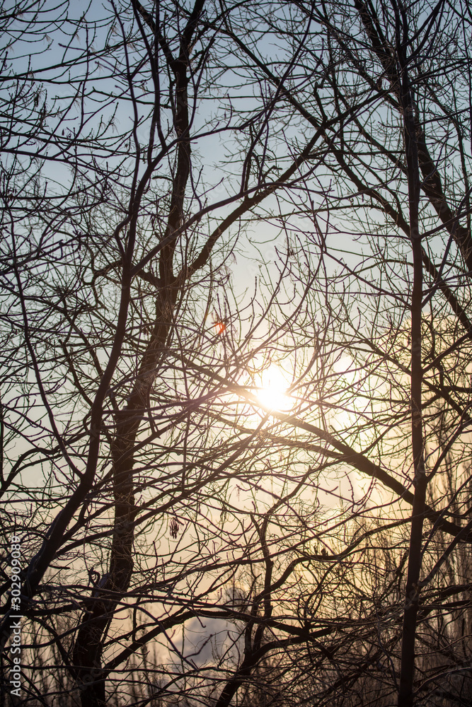 Leafless tree branches at dawn of the sun Leafless tree branches at dawn of the sun