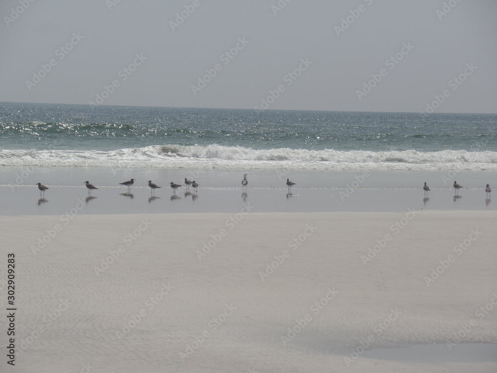 Birds and their reflections in the water
