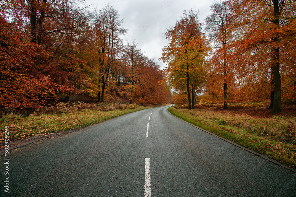 Middle of the road in a forest, cannock chase forest, autumn, landscape