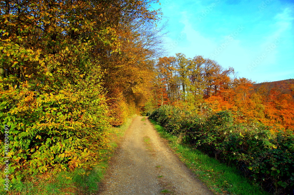Waldweg im Odenwald Herbst Bäume 