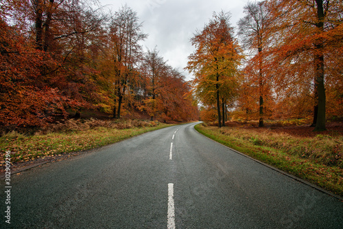 Middle of the road in a forest, cannock chase forest, autumn, landscape