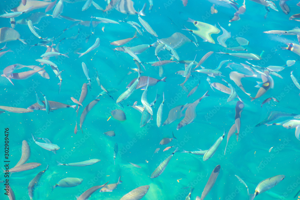 Fish in the blue water of the sea as a background Fish in the blue water of the sea as a background