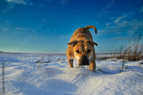 Powerful dog Ca de Bo in a snowy field on a walk on a sunny winter day photo