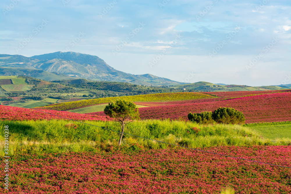 Landscape with red blossom of honey flowers sulla on pastures and  green wheat fields on hills of Sicily island, agriculture in Italy