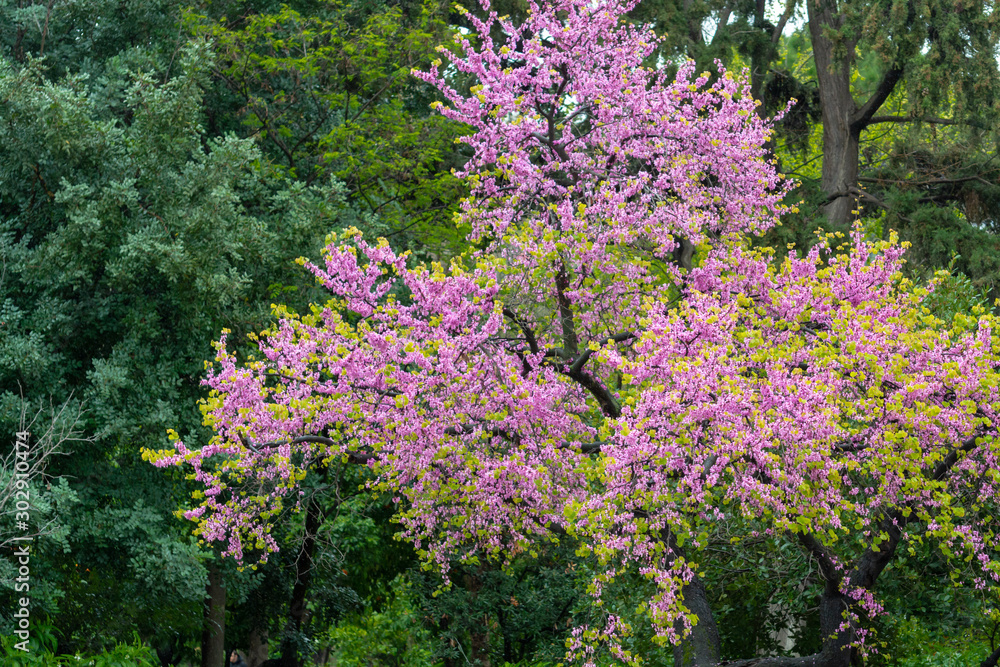 Spring pink blossom of judas tree Cercis siliquastrum close up