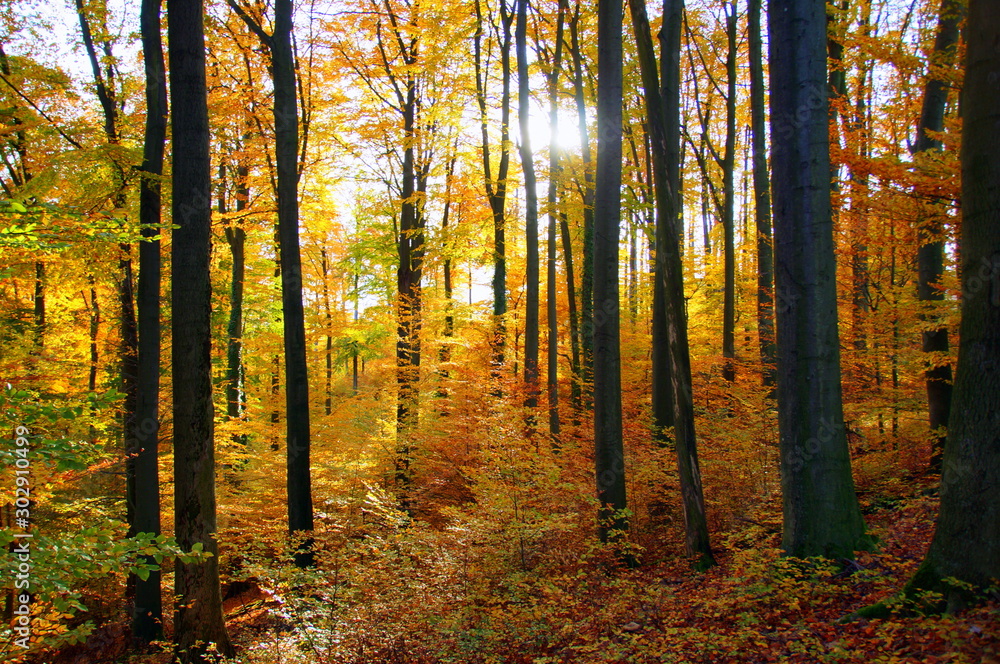 Fototapeta premium Herbst Bäume mit sonne im Hintergrund 