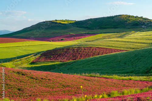 Landscape with red blossom of honey flowers sulla on pastures and  green wheat fields on hills of Sicily island  agriculture in Italy