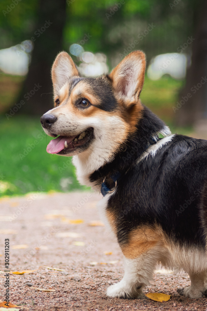 Welsh corgi pembroke sitting on a trunk looking up smiling Welsh corgi pembroke sitting on a trunk looking up smiling