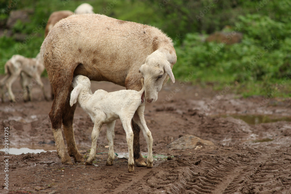 Sheep feeding milk to her lamb Sheep feeding milk to her lamb