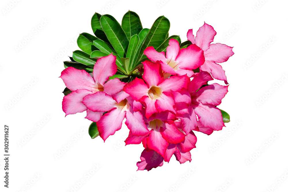 Obraz premium Pink tropical flowers isolated on white background