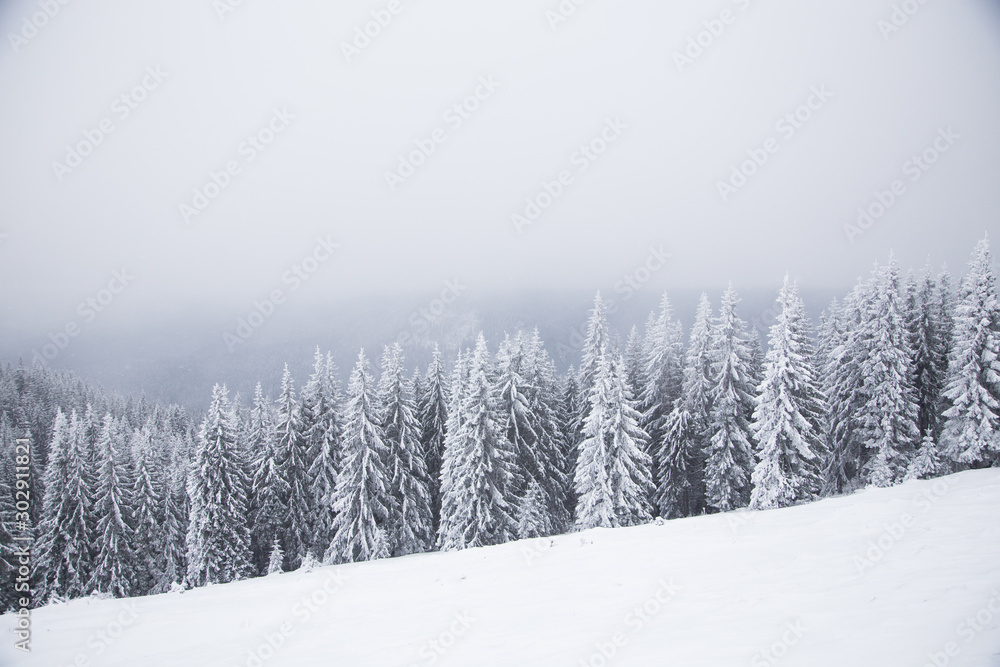 Naklejka premium Beautiful winter mountain landscape. Winter landscape with fresh snow in a mountain forest