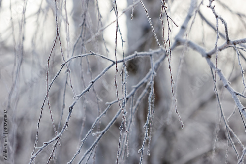 Branches on a tree in hoarfrost