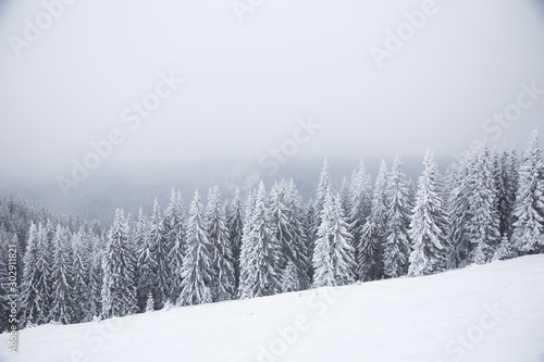 Beautiful winter mountain landscape. Winter landscape with fresh snow in a mountain forest © Ivanna Pavliuk