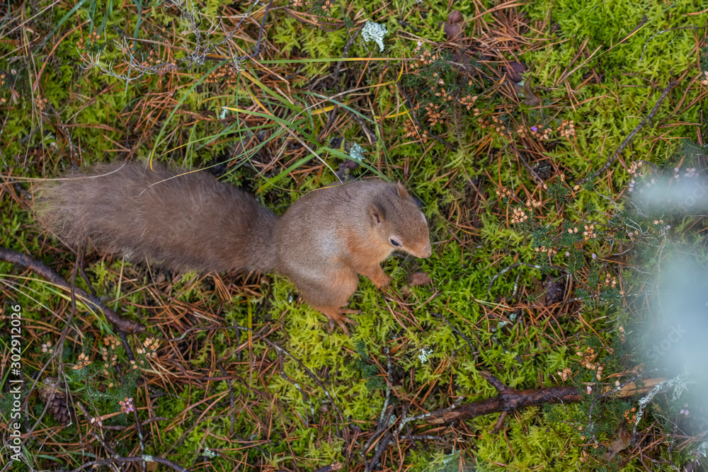 Red Squirrel, Sciurus vulgaris, displaying behaviour seen from above amongst the moss and heather of a pine forest in Scotland during Autumn, November.