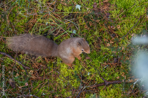 Obraz na płótnie Red Squirrel, Sciurus vulgaris, displaying behaviour seen from above amongst the moss and heather of a pine forest in Scotland during Autumn, November. w salonie