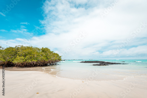Fototapeta Naklejka Na Ścianę i Meble -  Galapagos Islands Dream beach on the island of Isabela with turquoise-blue waters and Caribbean sand beach which is fringed with palm trees and black lava rocks, in the travel destination of Ecuador